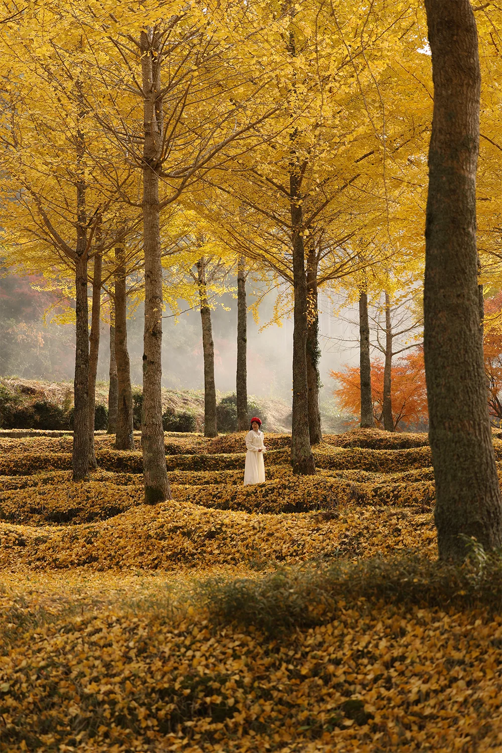 @aki_sanpogram 黄色い絨毯（久万高原町）