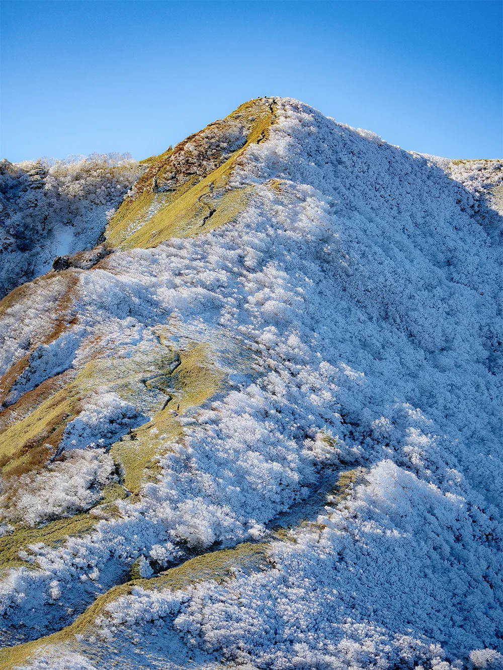 @eriyamagopan 霧氷咲く伊予富士（西条市）