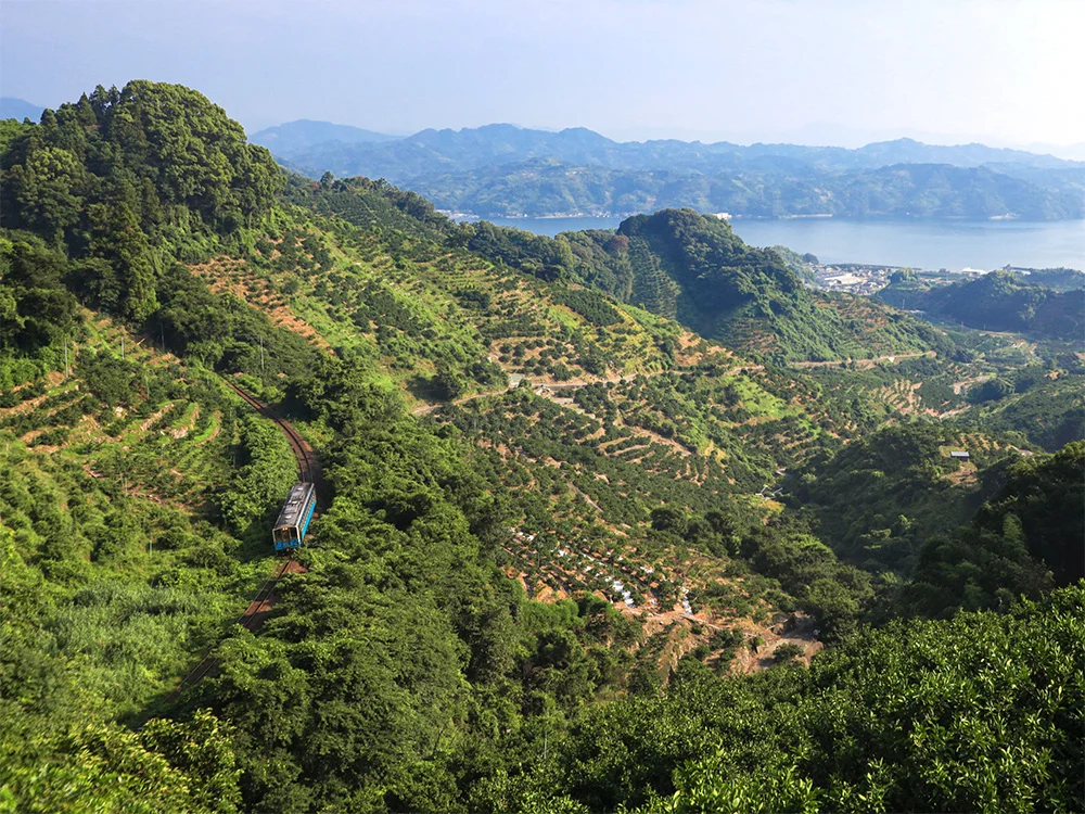 @itoren_oi_ocha 法華津峠のみかん畑と予讃線(宇和島市)