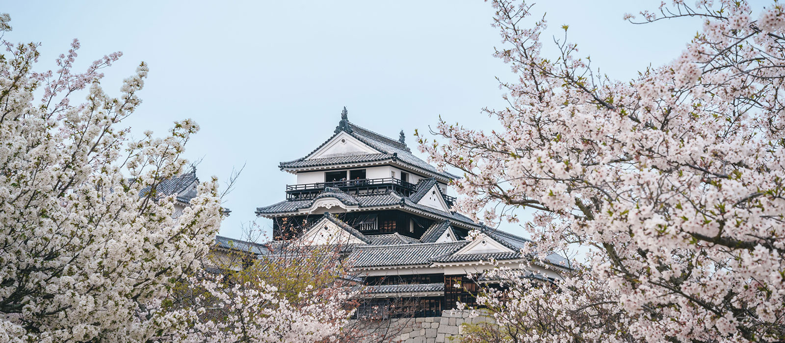 春の松山城。桜の花の後は美しい新緑へ。