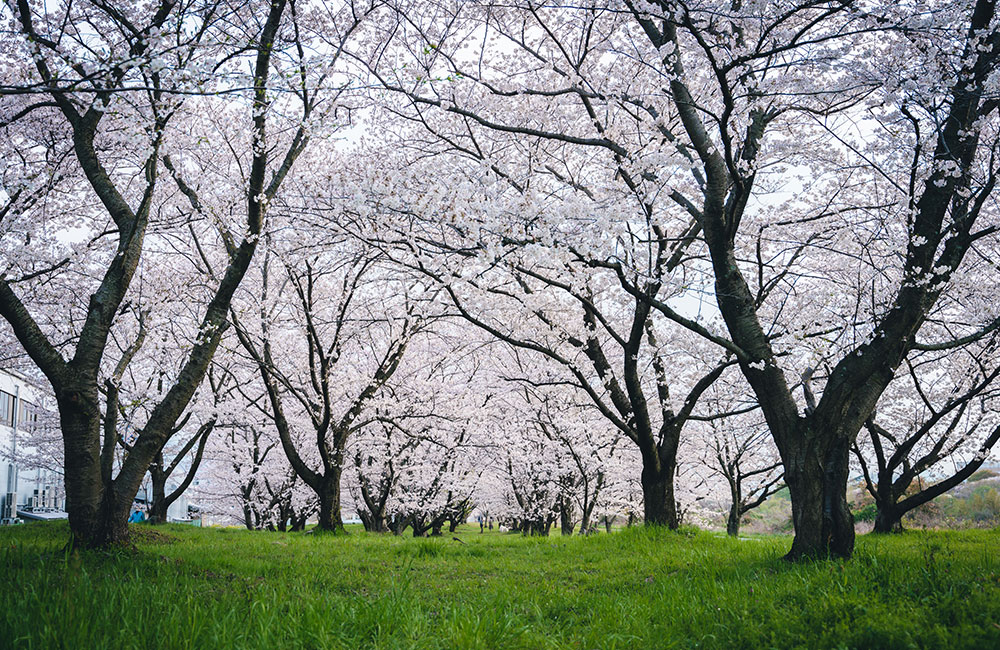 川沿いの1km以上にわたって、800本もの桜が立ち並びます